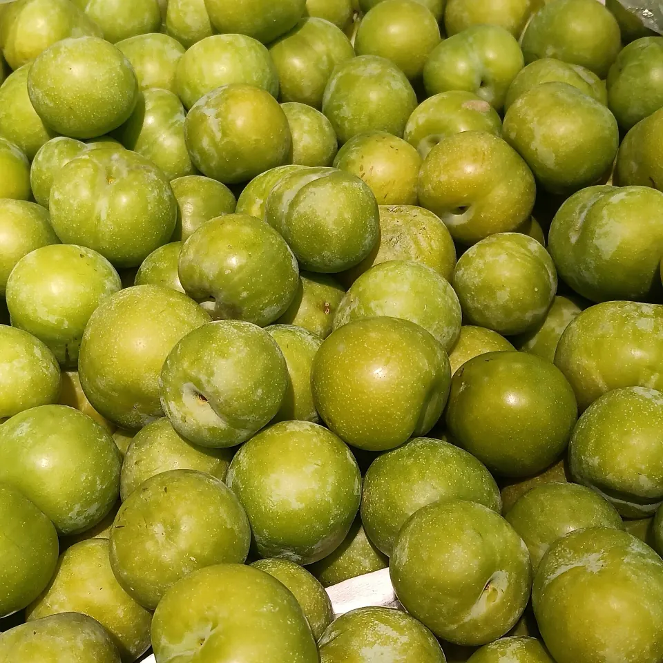 Yeşil can erikleri